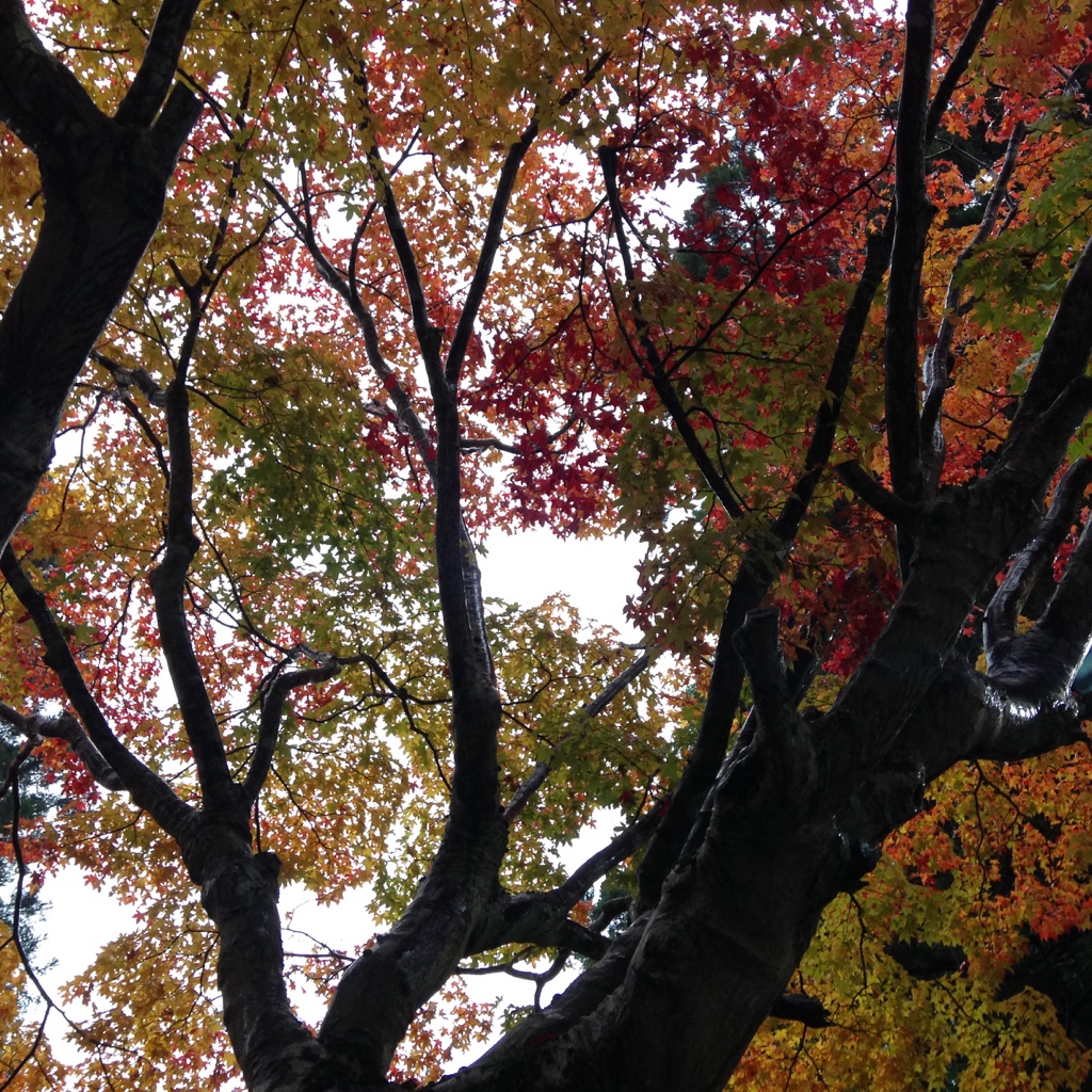 unadjustednonraw_thumb_1e7a